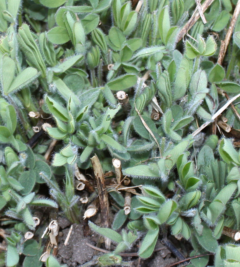 Изображение особи Trifolium ochroleucon.