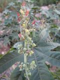 Ricinus communis. Соцветие на молодом сеянце, растущем рядом со старым кустом. В нижней часть соцветия - бутоны и распускающиеся мужские цветки, в верхней - отцветшие женские цветки с завязями плодов. Израиль, г. Беэр-Шева, рудеральное местообитание. 29.05.2013.