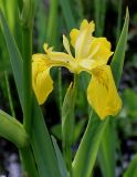 Iris pseudacorus