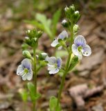 Veronica serpyllifolia. Соцветия. Хабаровский край, Ванинский р-н, окр. пос. Высокогорный. 12.06.2013.