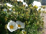 Cistus salviifolius