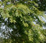 Ailanthus altissima