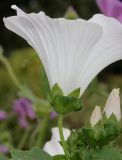 Malva trimestris