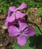 Lunaria annua