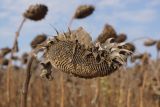 Helianthus annuus