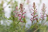 Fumaria officinalis. Верхушки побегов с соцветиями. Ленинградская обл., Кингисеппский р-н, дер. Караваево, залежь. 16.08.2015.