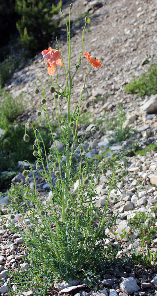 Изображение особи Papaver fugax.