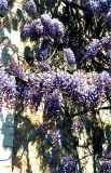 Wisteria sinensis. Ветви с соцветиями. Крым, Никитский ботанический сад. Середина апреля 2002 г.