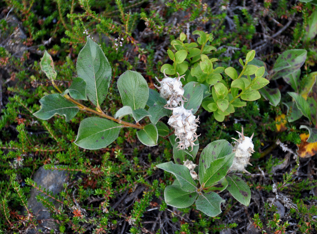 Image of Salix arctica specimen.