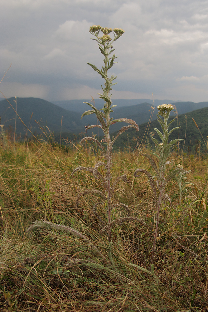 Изображение особи Achillea setacea.