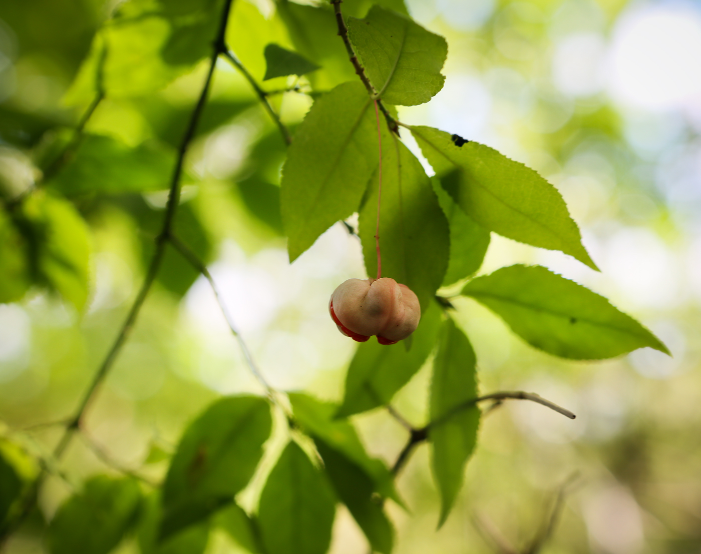 Изображение особи Euonymus verrucosus.