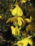 Genista pilosa. Цветки. Нидерланды, провинция Drenthe, национальный парк Drentsche Aa, заказник Gasterse Duinen, вересковая пустошь. 13 мая 2009 г.