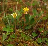 Ranunculus lapponicus. Цветущие растения в каплях дождя. Магаданская обл., Ольский р-н, бассейн р. Окса, заболоченный участок. 29.06.2012.