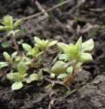 Stellaria neglecta