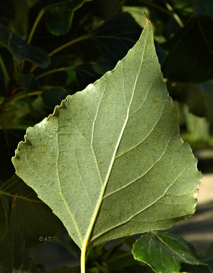 Изображение особи Populus nigra.