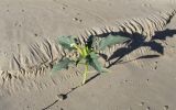 Datura stramonium