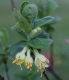 Lonicera pallasii. Верхушка побега с соцветиями. Республика Алтай, Шебалинский р-н, с. Камлак, Горно-Алтайский ботанический сад, экспозиция. 14.05.2017.