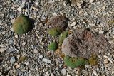 Douglasia ochotensis