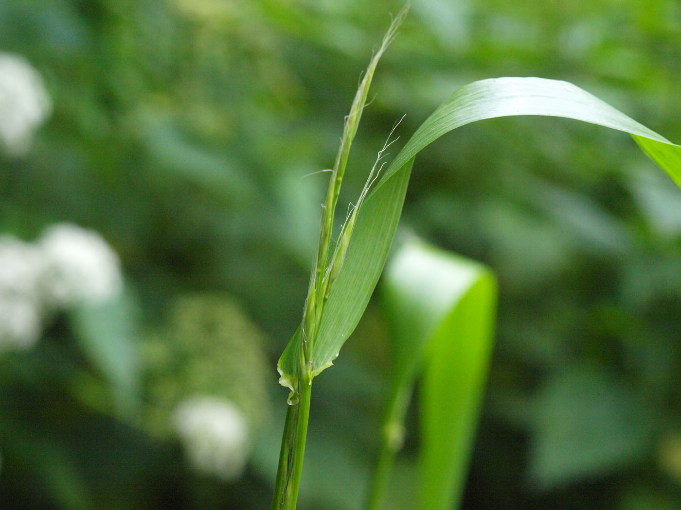 Изображение особи Festuca gigantea.