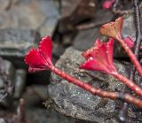 Aizopsis hybrida. Верхушки перезимовавших побегов. Башкортостан, Белорецкий р-н, Ишлинский сельсовет, долина р. Большой Инзер в р-не дер. Карталы, правый берег, каменистая ж.-д. насыпь около ж.-д. моста через реку. 29 апреля 2018 г.