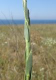 Linaria syspirensis