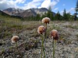 Armeria scabra. Верхушки побегов с соплодиями. Республика Саха (Якутия), Момский р-н, горная система Черского, хребет Улахан-Чистай, высокогорный массив Буордах, окр. оз. Кытын-Кюэль. 21.07.2012.