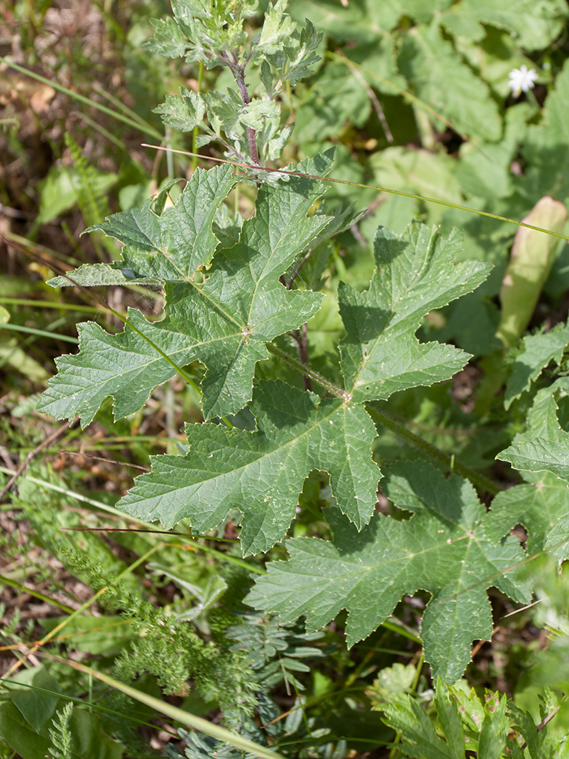 Изображение особи Heracleum sibiricum.