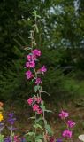 Clarkia unguiculata