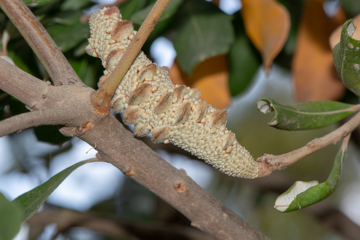 Изображение особи Banksia integrifolia.