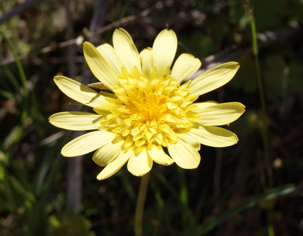 Image of genus Scorzonera specimen.