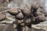 Paulownia tomentosa