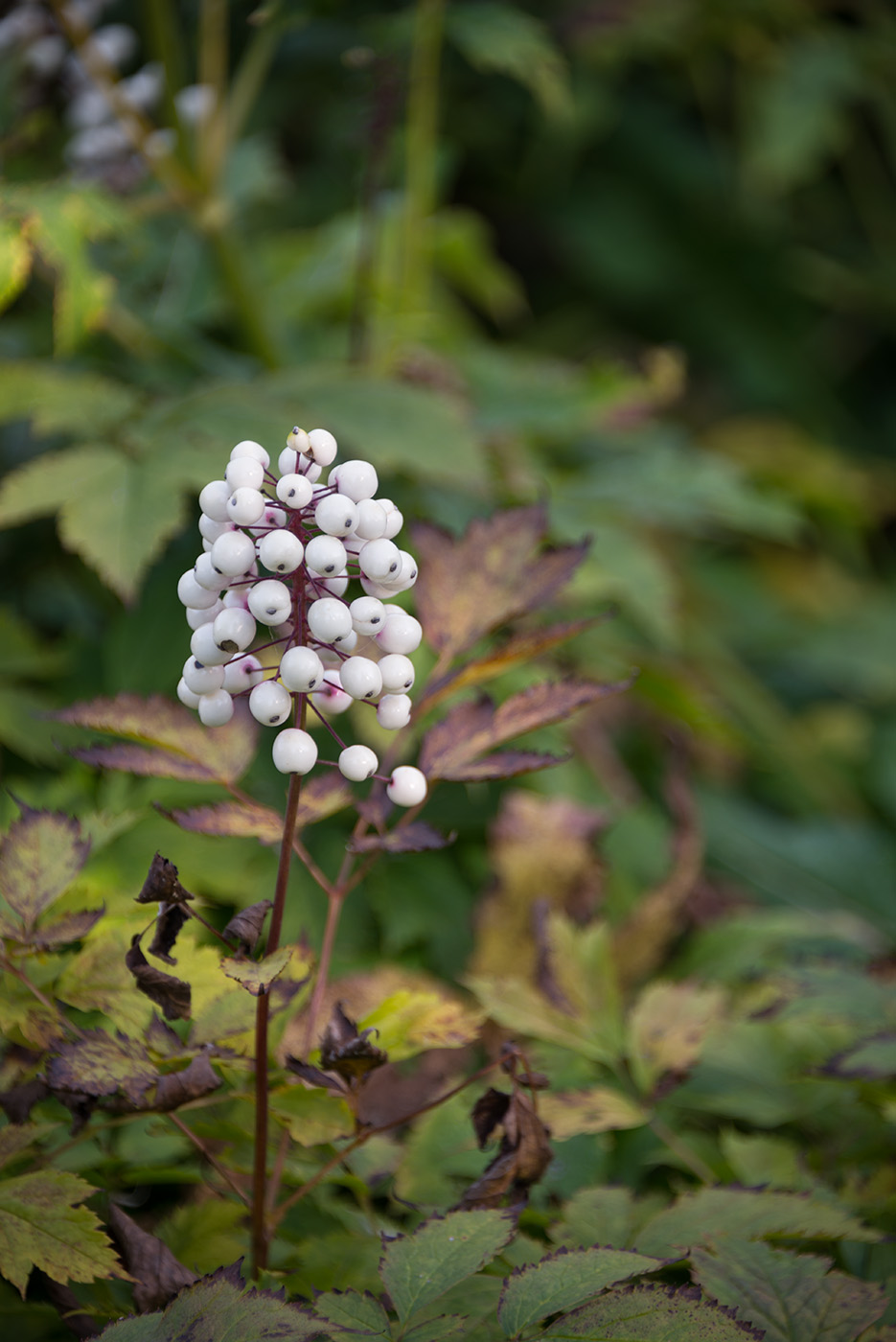 Изображение особи Actaea rubra f. neglecta.