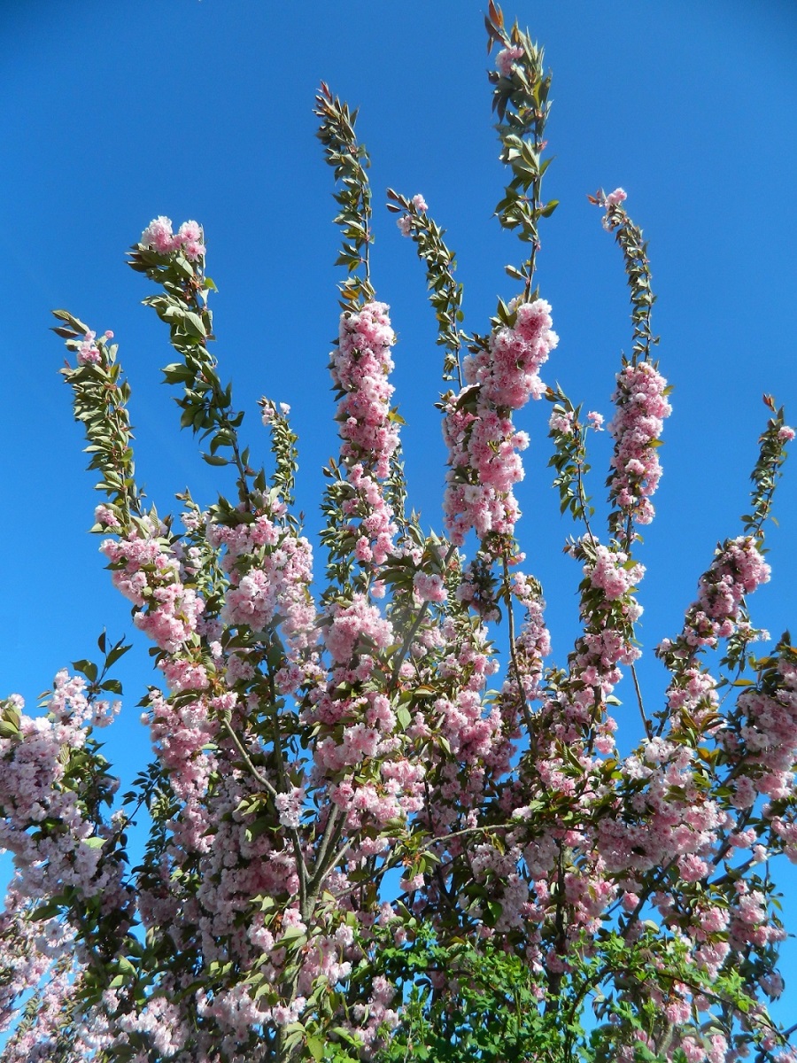 Изображение особи Prunus serrulata.