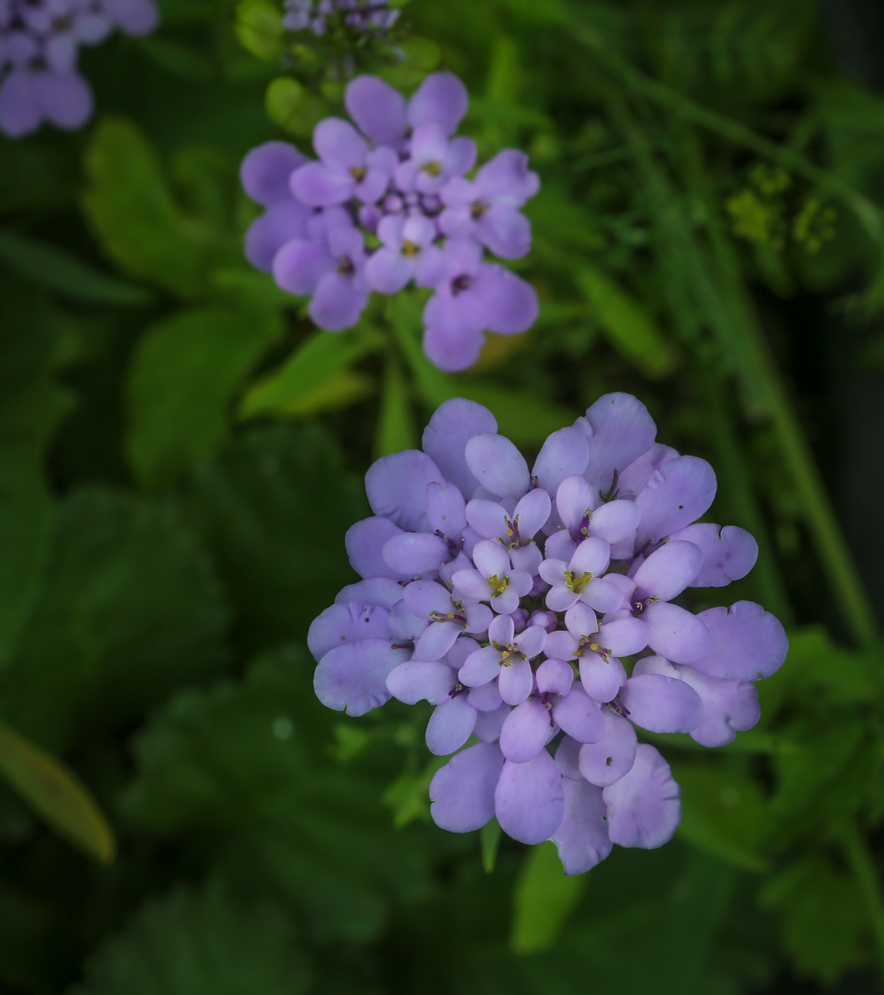 Изображение особи Iberis umbellata.