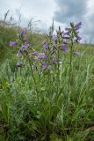 Campanula praealta. Цветущие растения. Ростовская обл., Аксайский р-н, окр. хут. Александровка, степной склон. 26.05.2019.