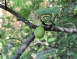 Prunus cerasifera. Часть ветви с незрелым плодом. Кабардино-Балкария, Эльбрусский р-н, окр. г. Тырныауз, ок. 1300 м н.у.м., каменистый склон. 05.07.2019.