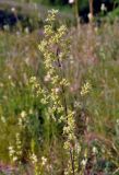 Silene chersonensis. Соцветие. Воронежская обл., Лискинский р-н, гора Шатрище, разнотравная степь. 02.06.2019.