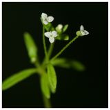 Galium trifidum. Соцветие. Республика Татарстан, Агрызский р-н. 23.06.2010.