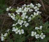 Arabis caucasica