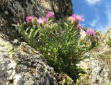 Centaurea kerneriana