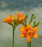 Hemerocallis fulva