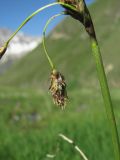 Eriophorum angustifolium