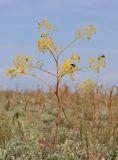 Ferula caspica