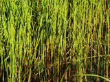 Equisetum fluviatile