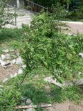 Caragana ussuriensis. Зацветающее растение. Хабаровск, территория 1-й краевой больницы. 23.05.2012.
