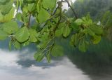 Alnus glutinosa. Верхушка ветви с мужскими соцветиями и незрелыми соплодиями. Абхазия, Рицинский реликтовый национальный парк, северный берег озера Рица, берег озера. 21.09.2022.