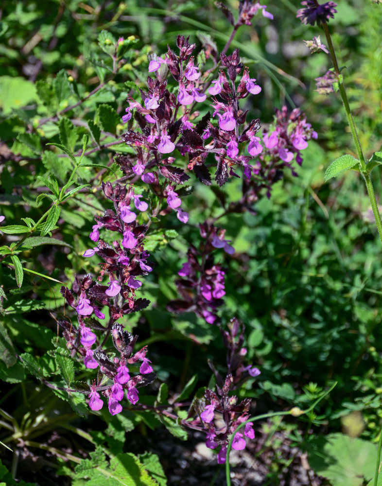 Изображение особи Teucrium chamaedrys.