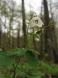 Isopyrum thalictroides