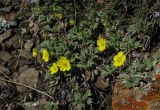 Potentilla acaulis