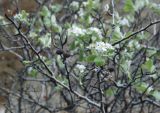 Pyrus elaeagrifolia. Ветви кустарника с соцветием и прошлогодними плодами. Южный Берег Крыма, гора Меганом. 07.05.2011.